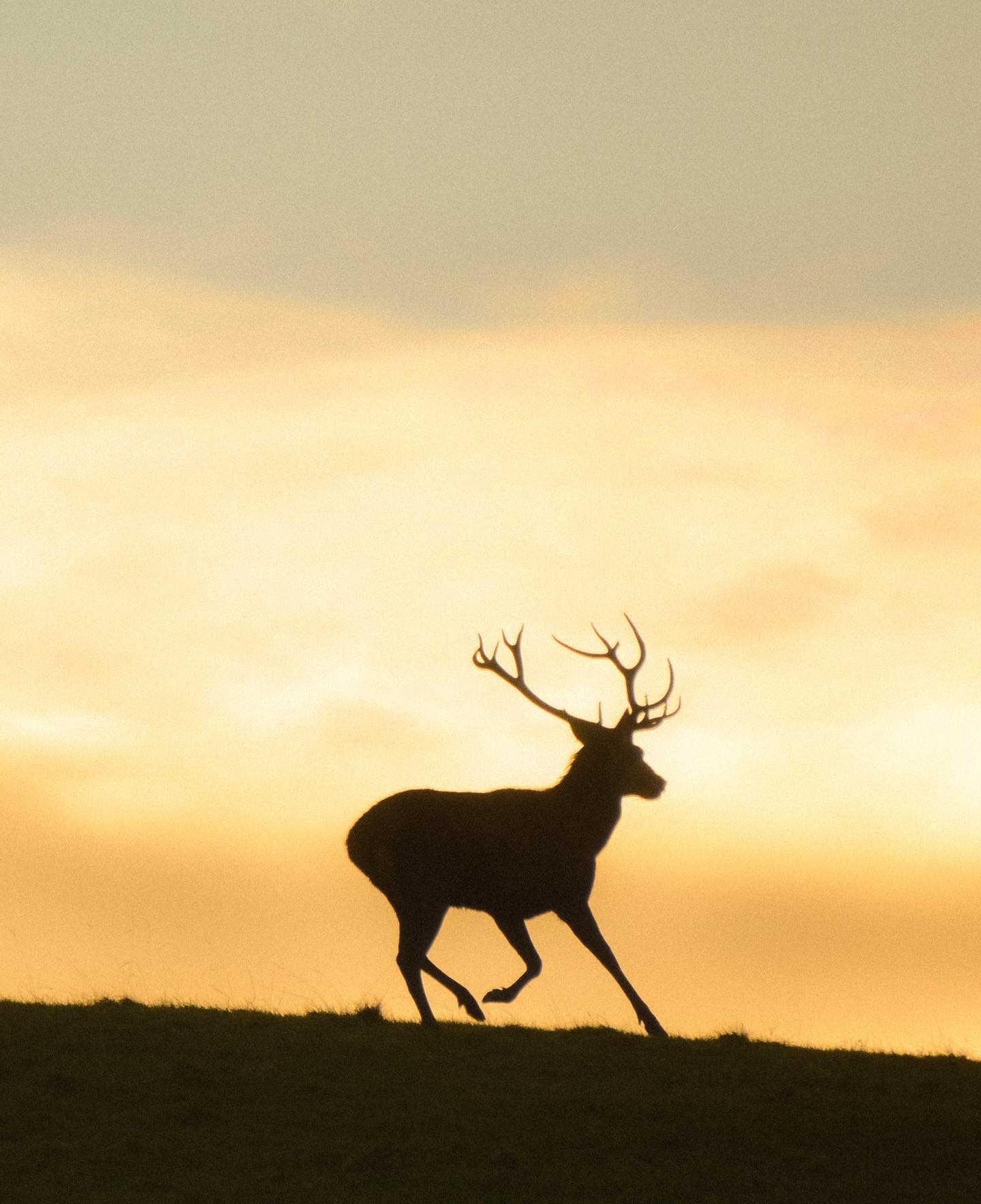 deer-silhouette