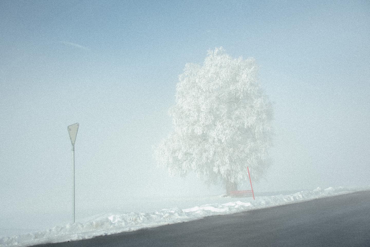 switzerland-white-tree