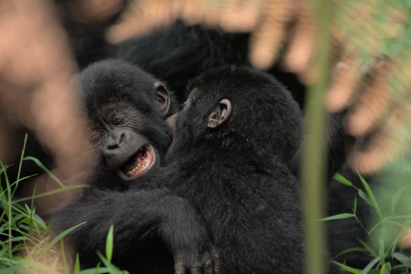 baby gorillas
fighting