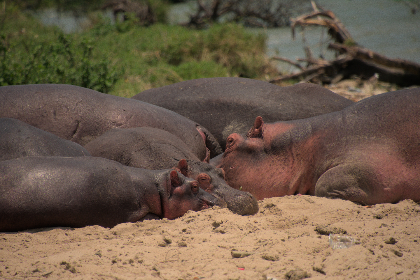Hippos chilling on the beach