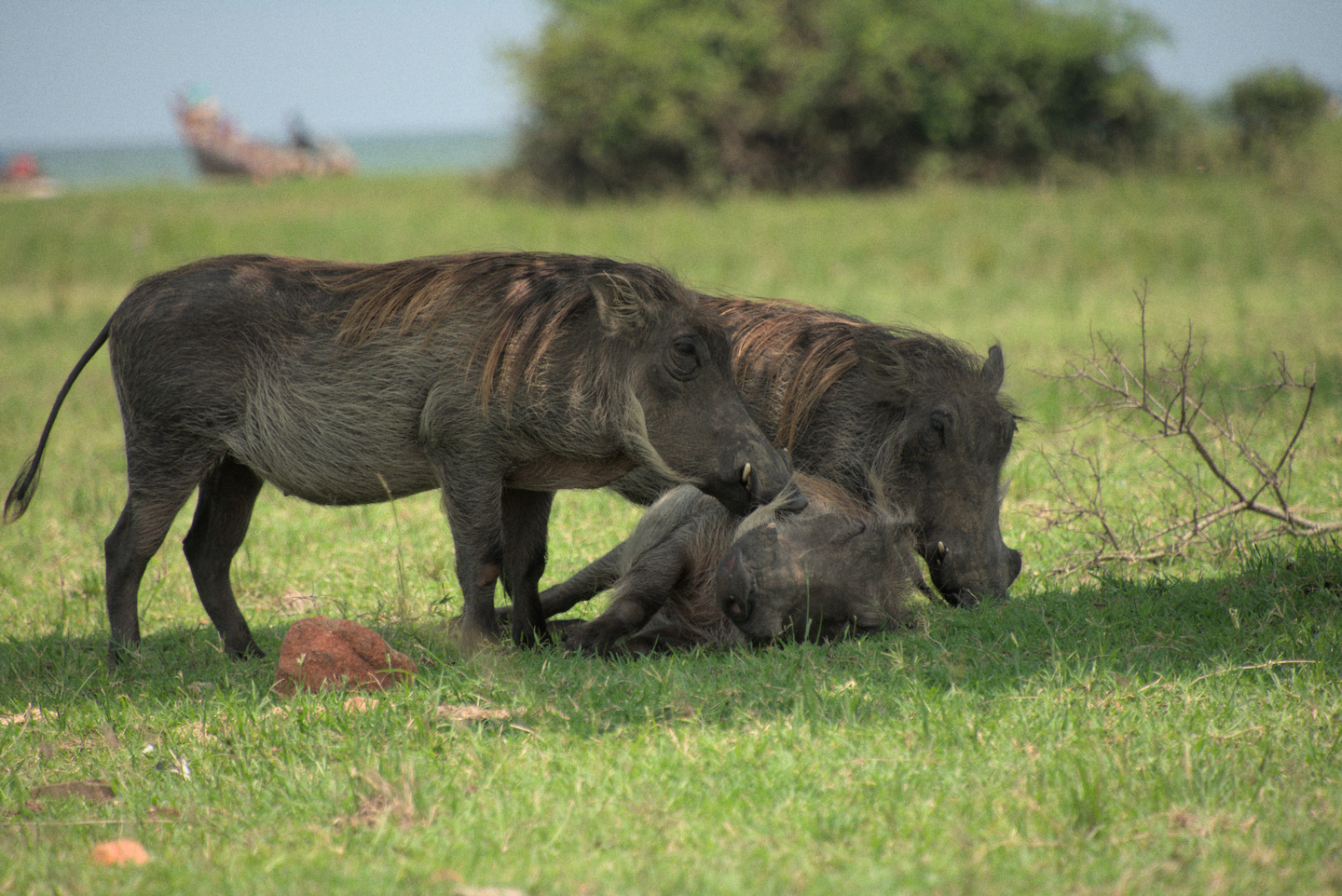 warthog-together