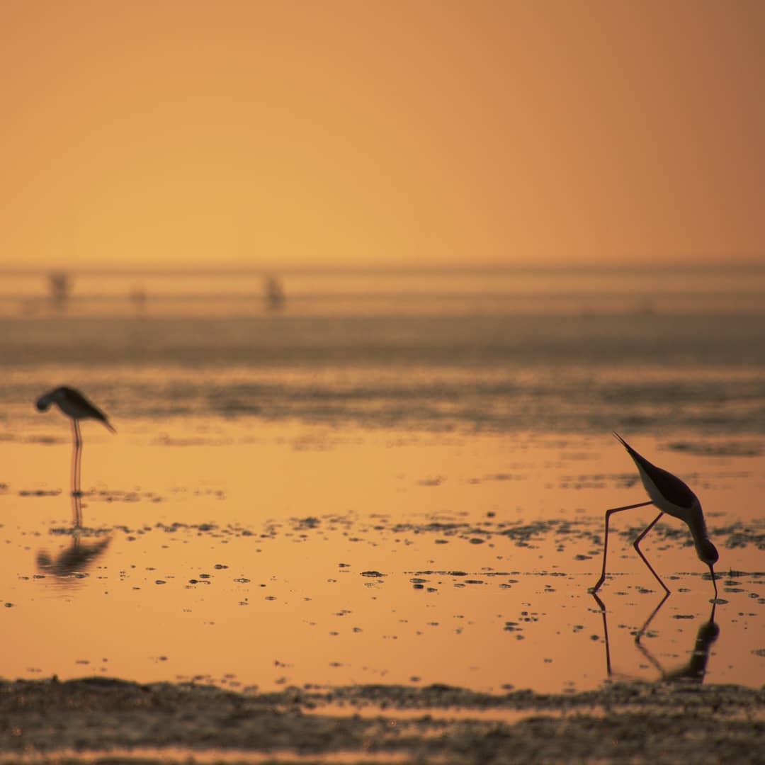 birds-sunrise-sea-iran