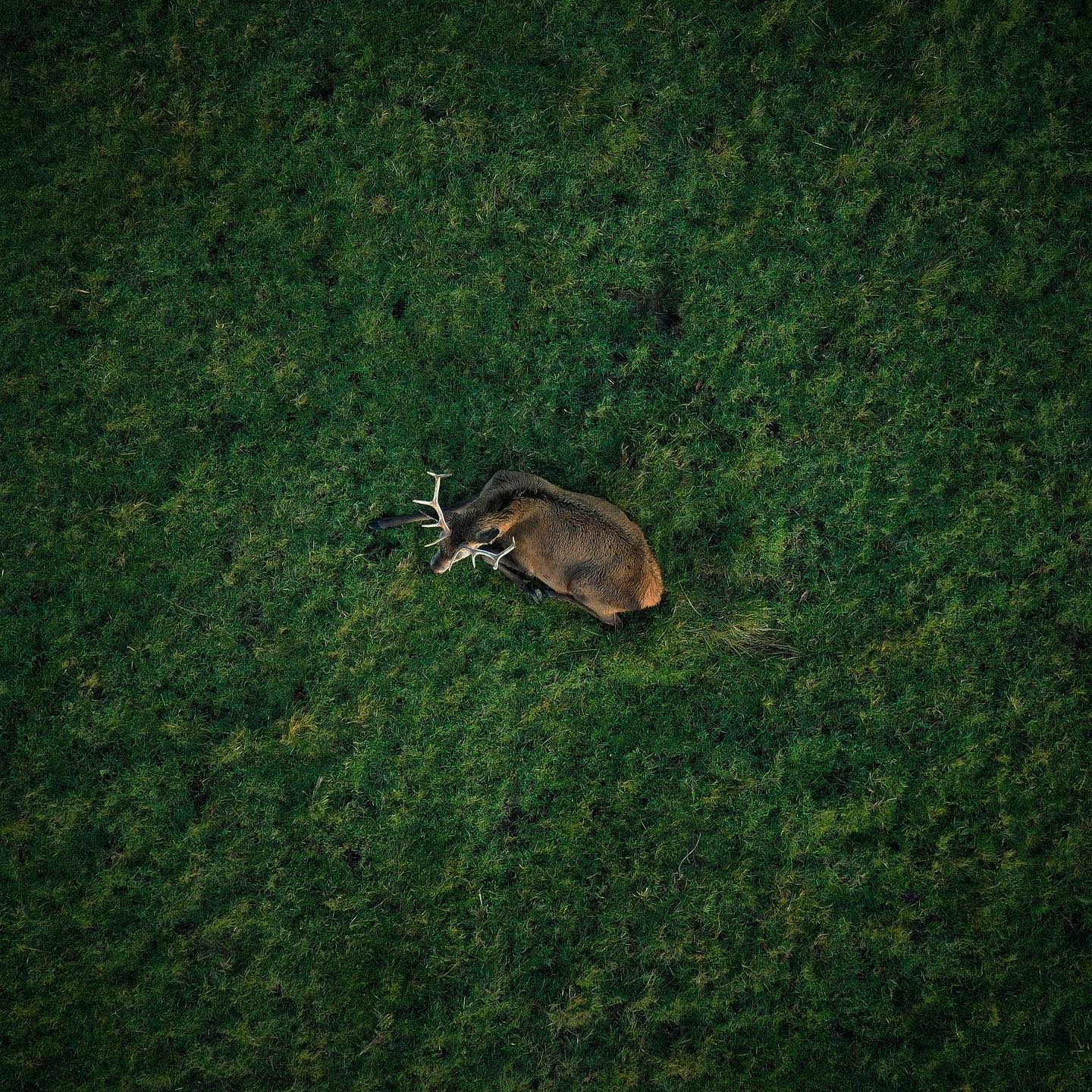 deer-above