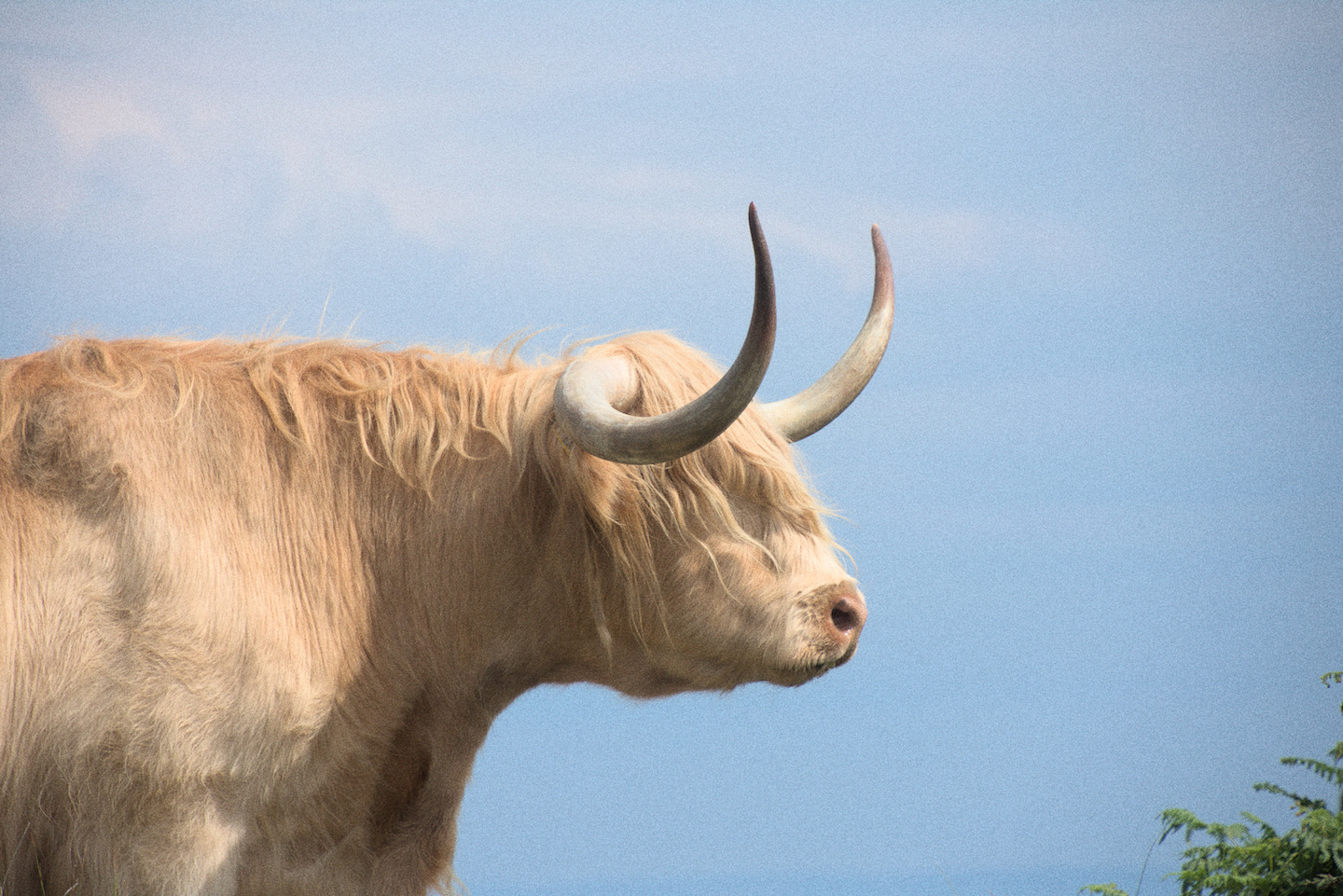 highland-cow-1