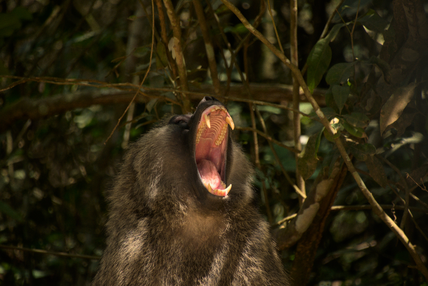 baboon-yawn