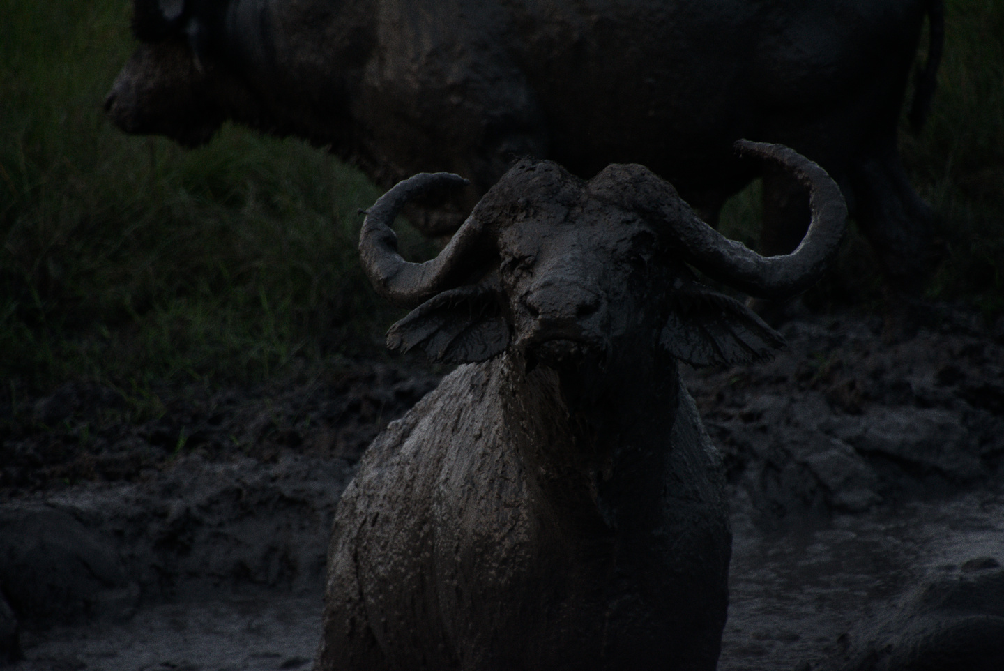 buffalo-mud