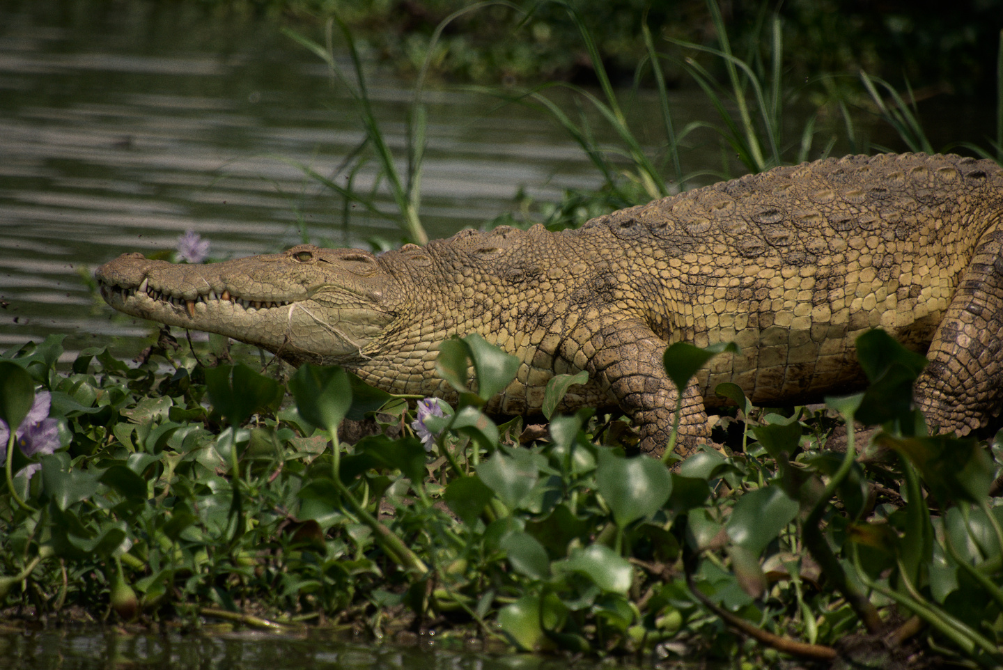 nile-crocodile